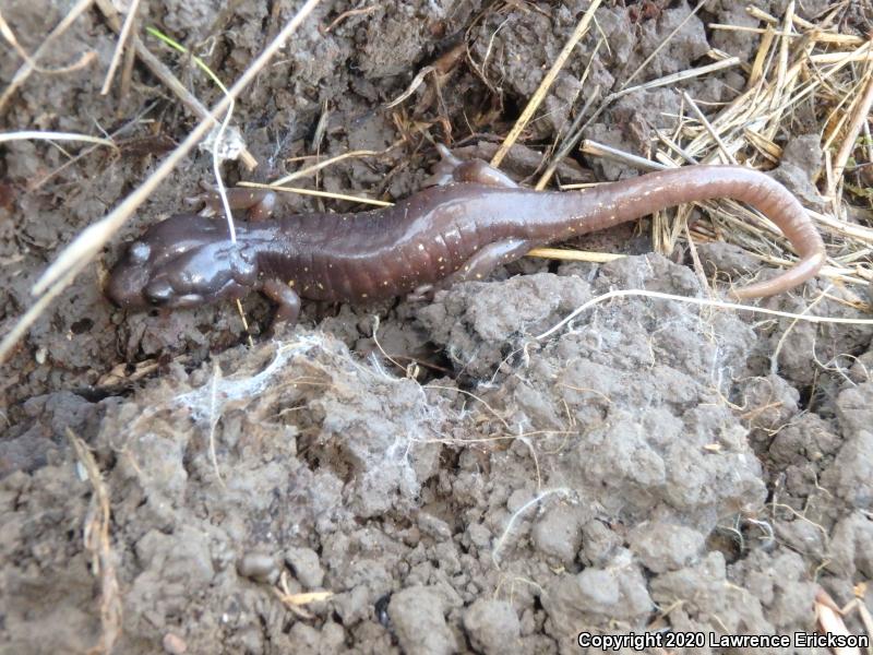 Arboreal Salamander (Aneides lugubris)