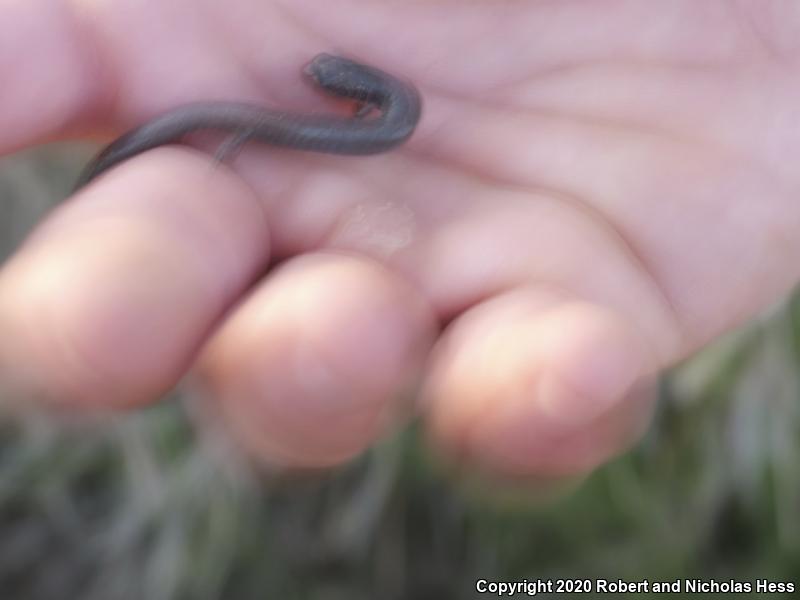 Garden Slender Salamander (Batrachoseps major major)