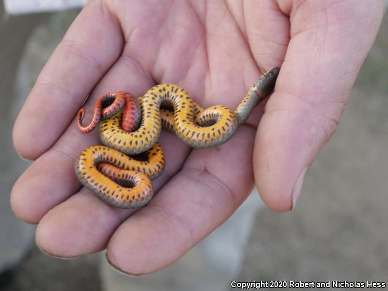 San Bernardino Ring-necked Snake (Diadophis punctatus modestus)