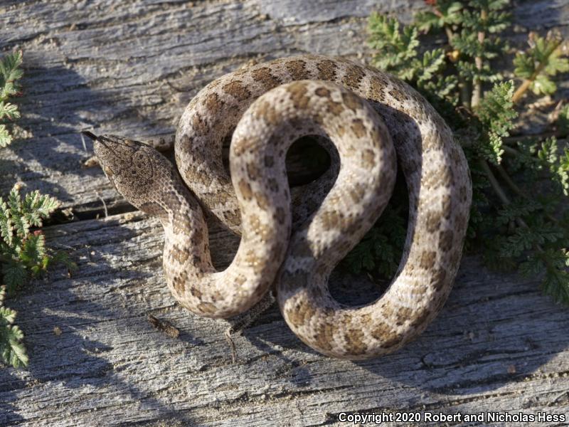 San Diego Nightsnake (Hypsiglena ochrorhyncha klauberi)