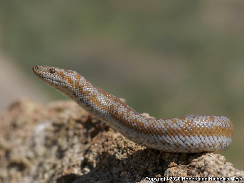 Coastal Rosy Boa (Lichanura trivirgata roseofusca)