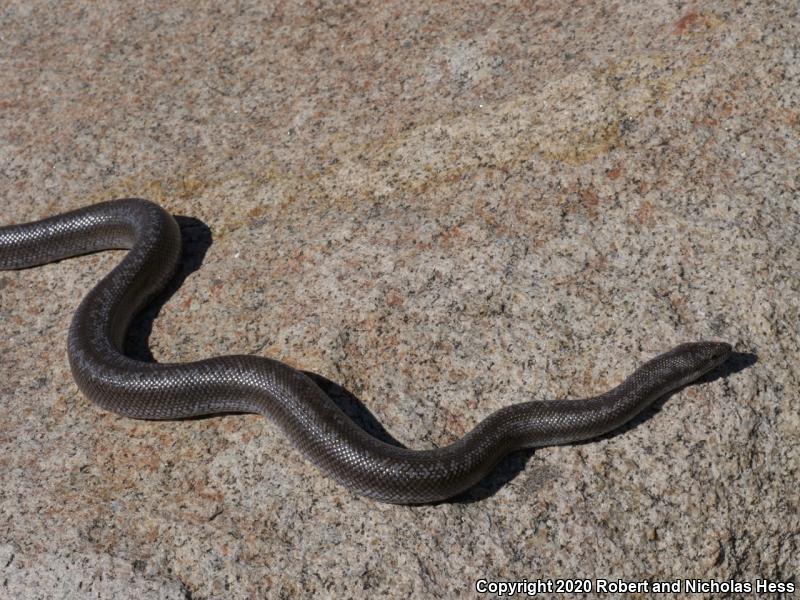 Coastal Rosy Boa (Lichanura trivirgata roseofusca)