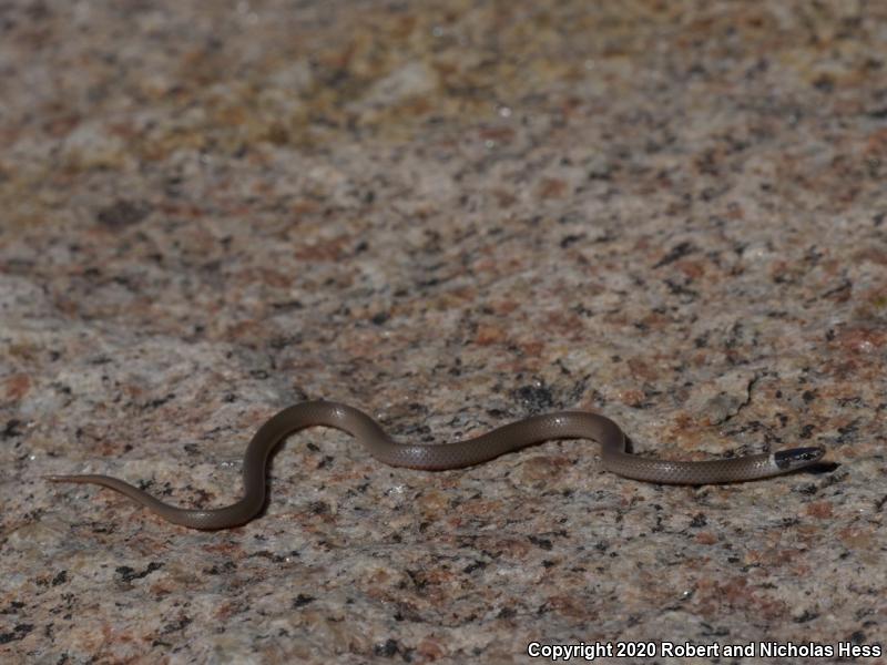 Western Black-headed Snake (Tantilla planiceps)