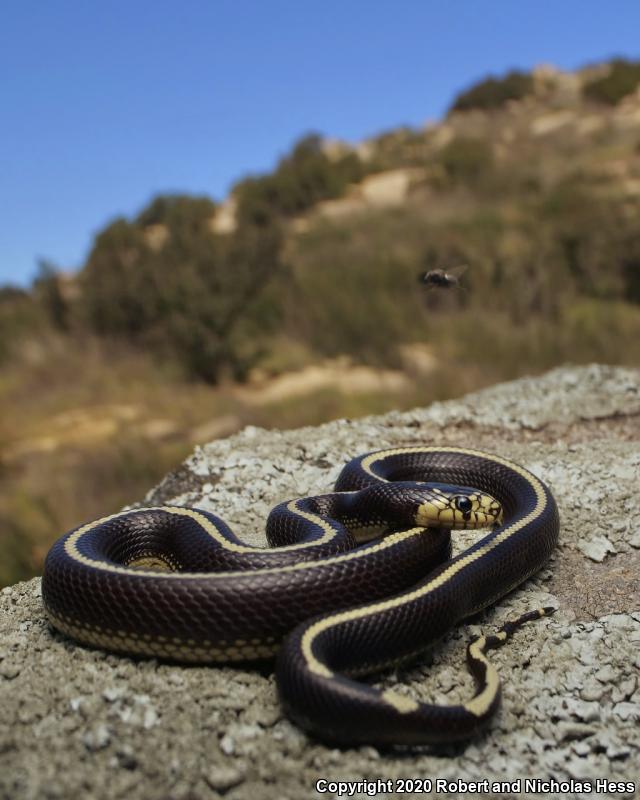 California Kingsnake (Lampropeltis getula californiae)