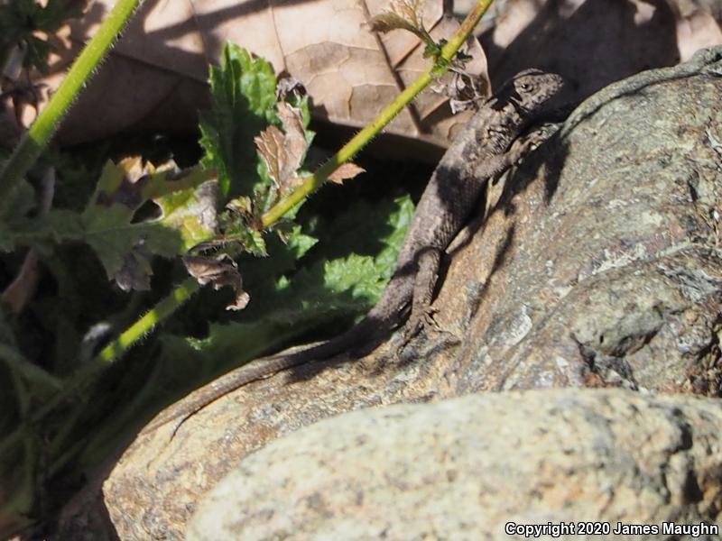 Coast Range Fence Lizard (Sceloporus occidentalis bocourtii)