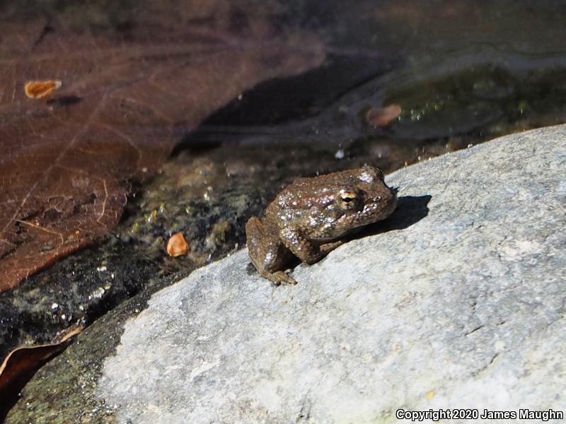 Foothill Yellow-legged Frog (Rana boylii)