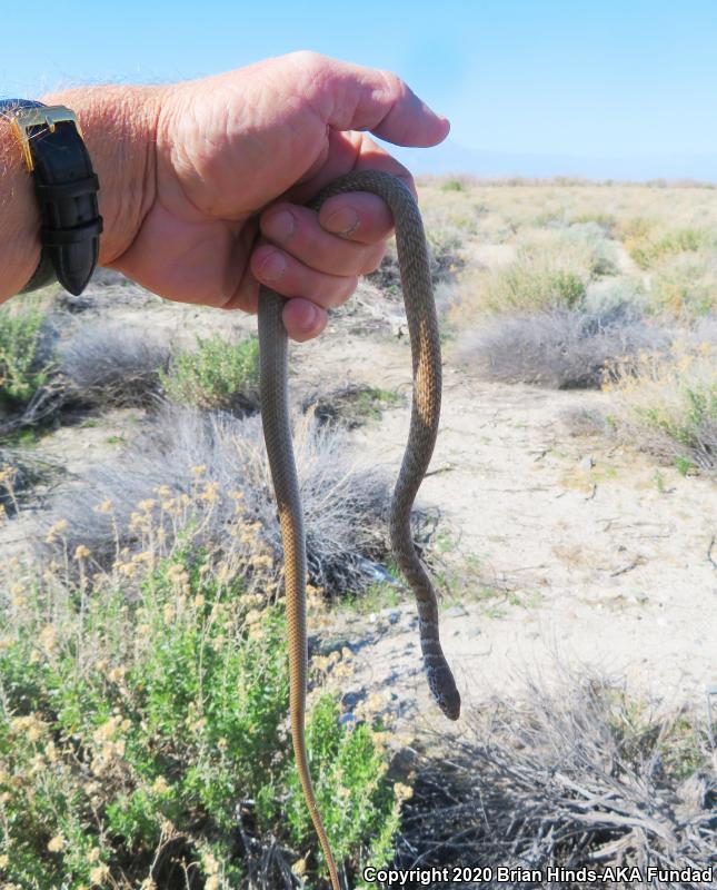 Red Racer (Coluber flagellum piceus)