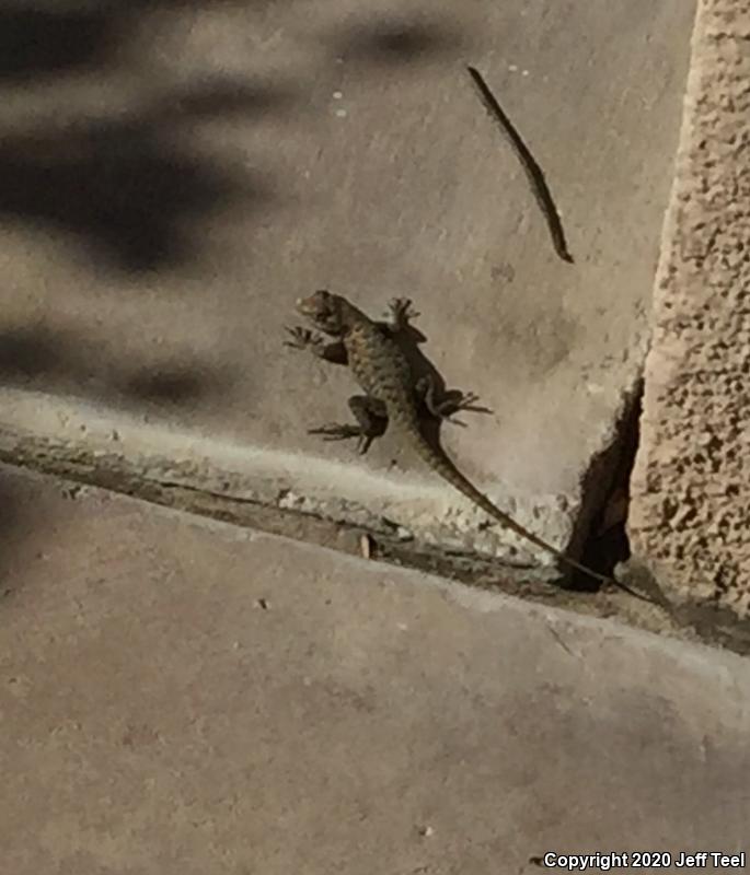Desert Spiny Lizard (Sceloporus magister)
