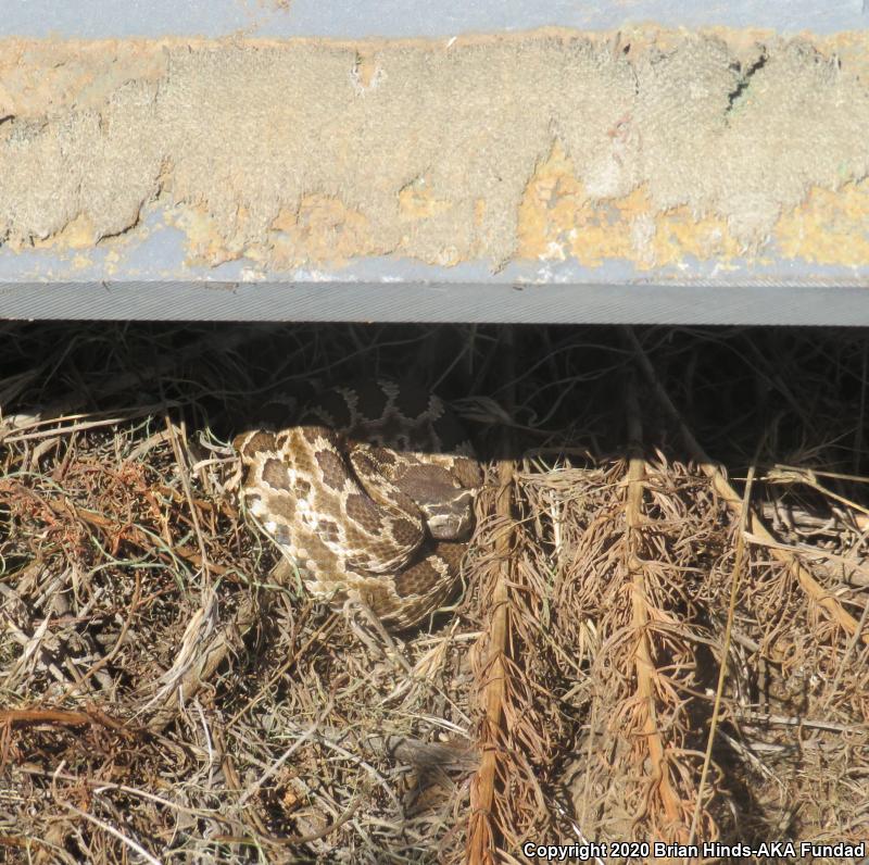 Southern Pacific Rattlesnake (Crotalus oreganus helleri)