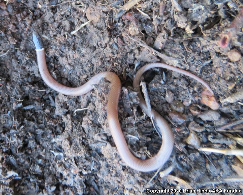 Western Black-headed Snake (Tantilla planiceps)