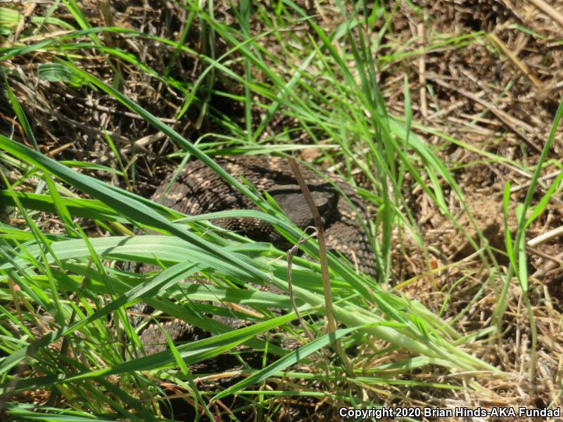 Southern Pacific Rattlesnake (Crotalus oreganus helleri)