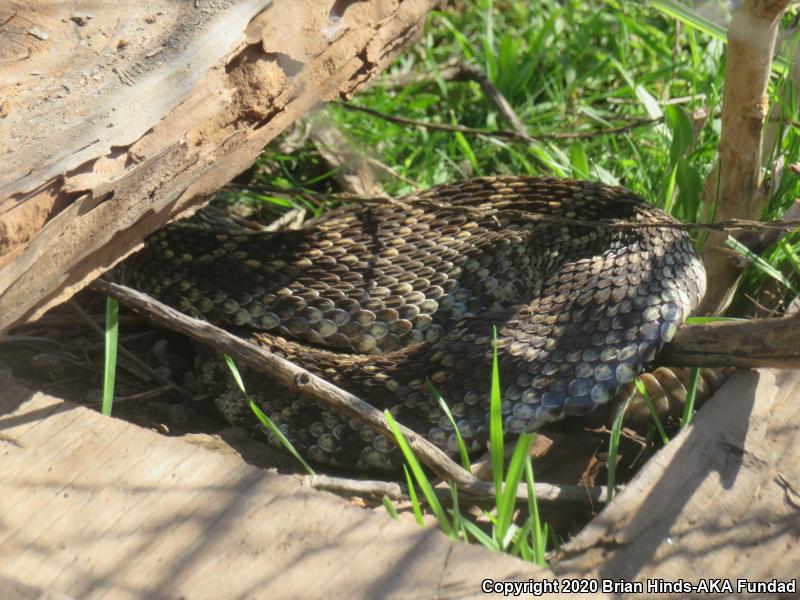 Southern Pacific Rattlesnake (Crotalus oreganus helleri)