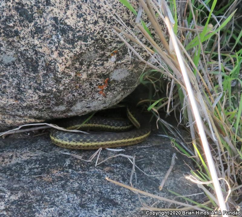 Two-striped Gartersnake (Thamnophis hammondii)