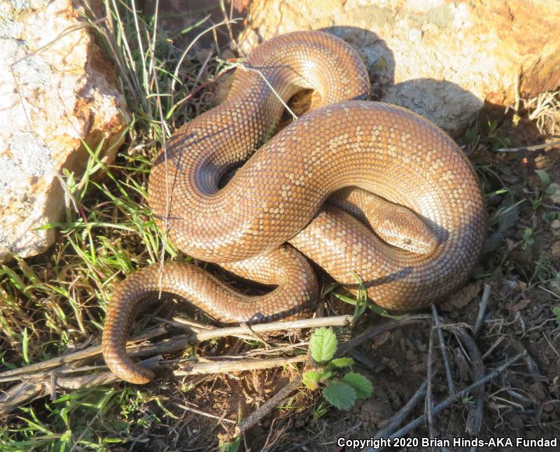 Coastal Rosy Boa (Lichanura trivirgata roseofusca)