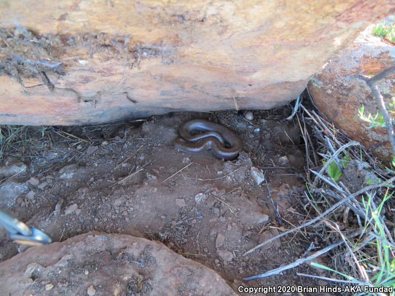 Coastal Rosy Boa (Lichanura trivirgata roseofusca)