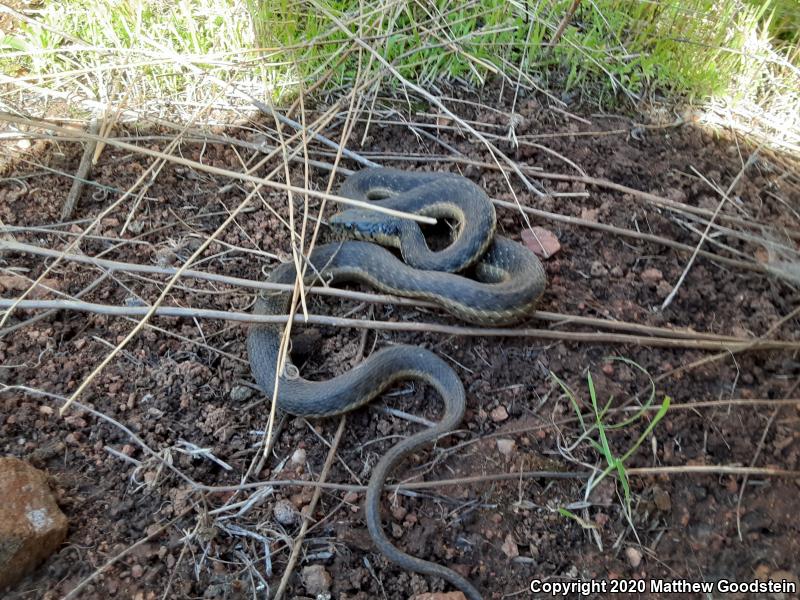 Two-striped Gartersnake (Thamnophis hammondii)