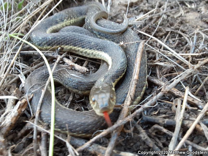 Two-striped Gartersnake (Thamnophis hammondii)