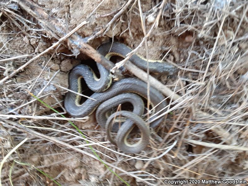 Two-striped Gartersnake (Thamnophis hammondii)