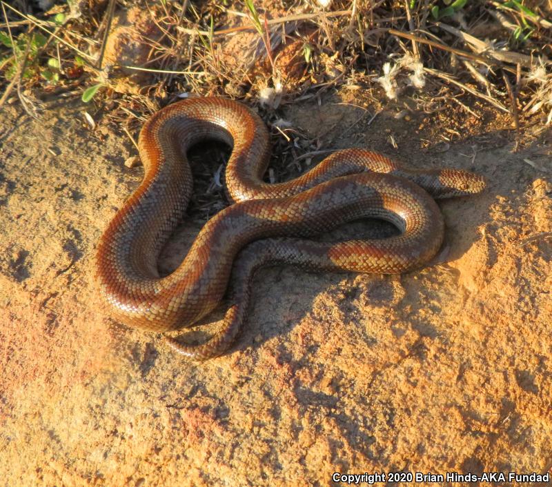 Coastal Rosy Boa (Lichanura trivirgata roseofusca)