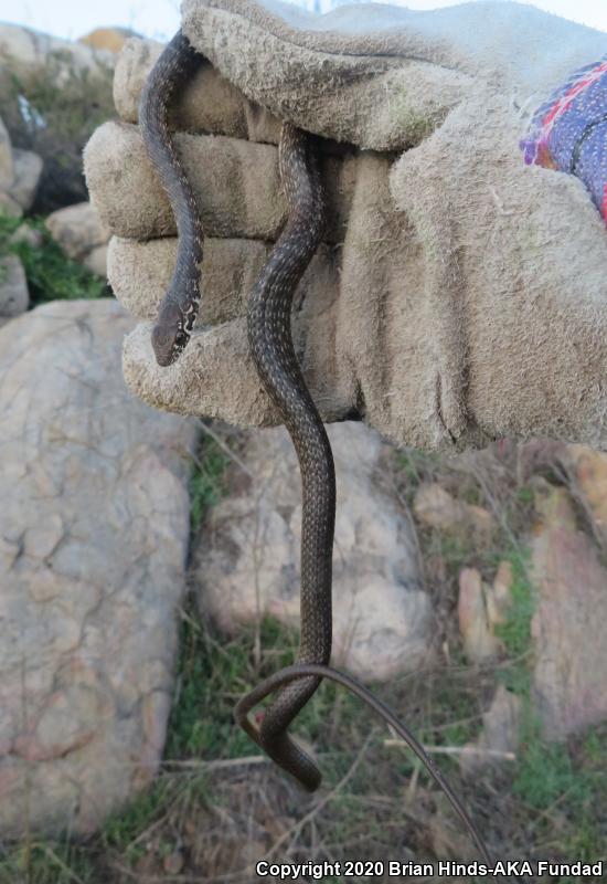 Baja California Coachwhip (Coluber fuliginosus)