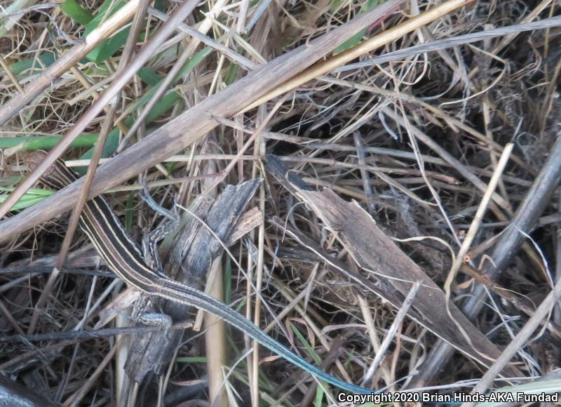 Belding's Orange-throated Whiptail (Aspidoscelis hyperythra beldingi)