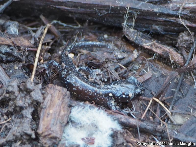 Arboreal Salamander (Aneides lugubris)