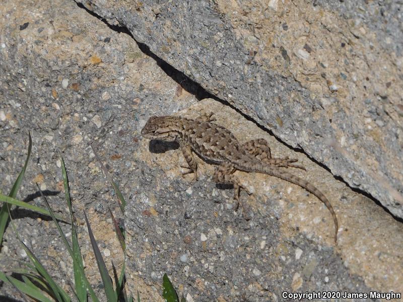 Coast Range Fence Lizard (Sceloporus occidentalis bocourtii)