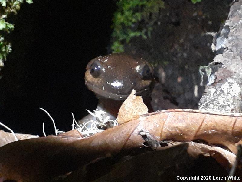 Northwestern Salamander (Ambystoma gracile)