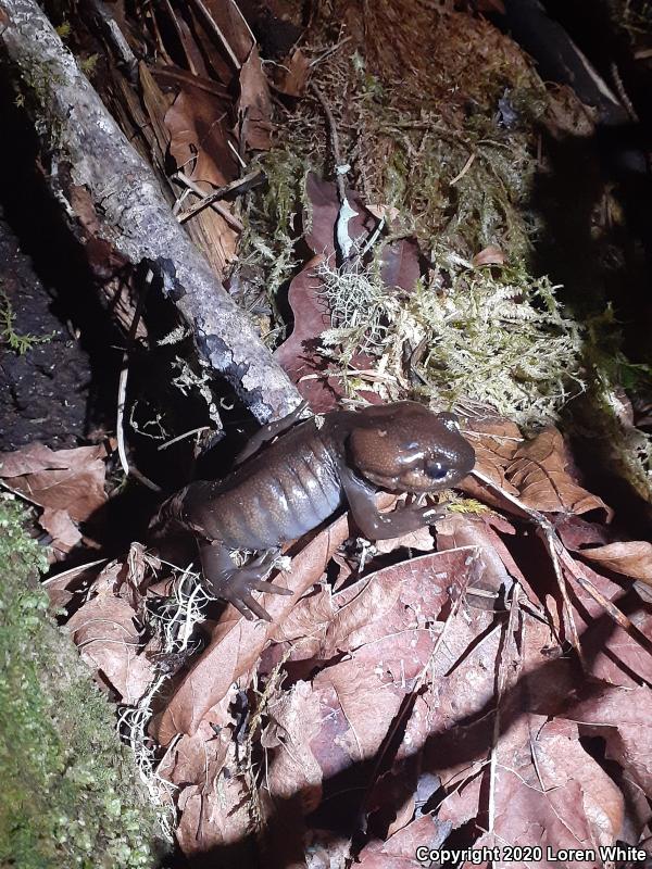 Northwestern Salamander (Ambystoma gracile)