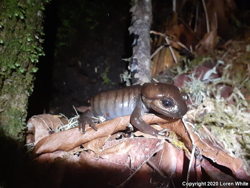 Northwestern Salamander (Ambystoma gracile)