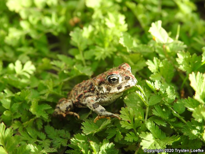 Southern California Toad (Anaxyrus boreas halophilus)