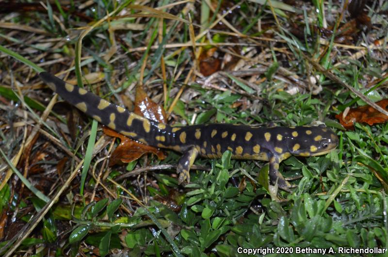 Eastern Tiger Salamander (Ambystoma tigrinum)