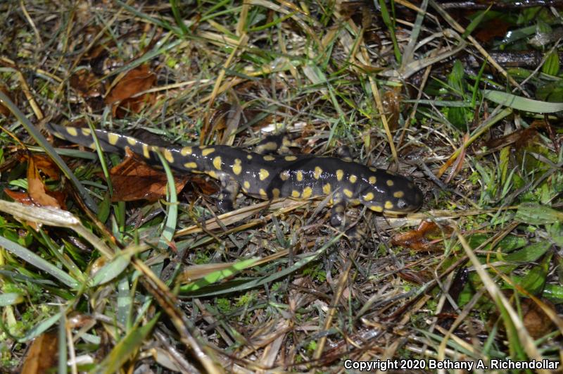 Eastern Tiger Salamander (Ambystoma tigrinum)