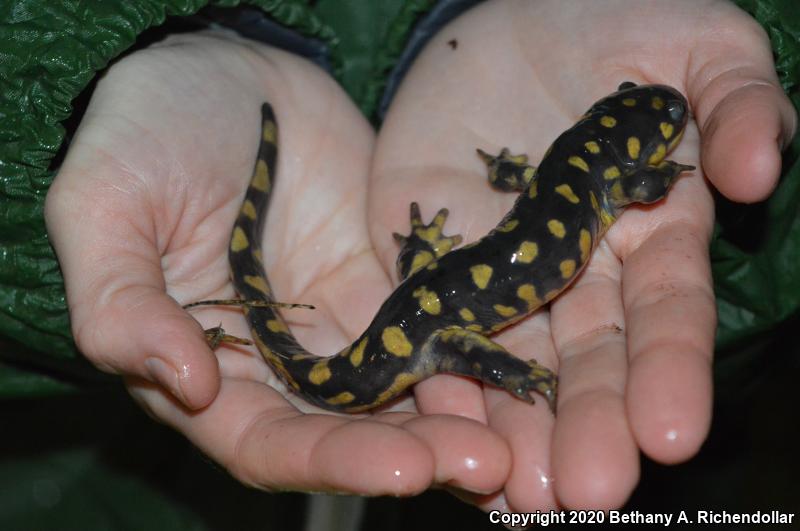 Eastern Tiger Salamander (Ambystoma tigrinum)