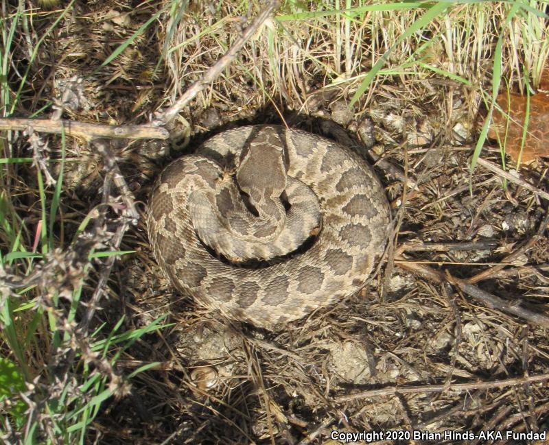 Southern Pacific Rattlesnake (Crotalus oreganus helleri)