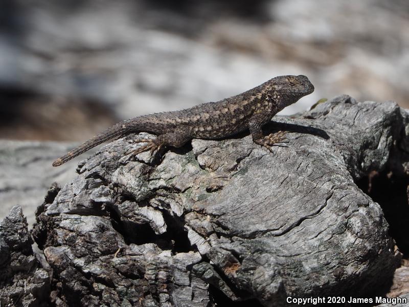 Coast Range Fence Lizard (Sceloporus occidentalis bocourtii)