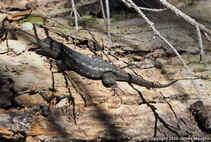 Coast Range Fence Lizard (Sceloporus occidentalis bocourtii)