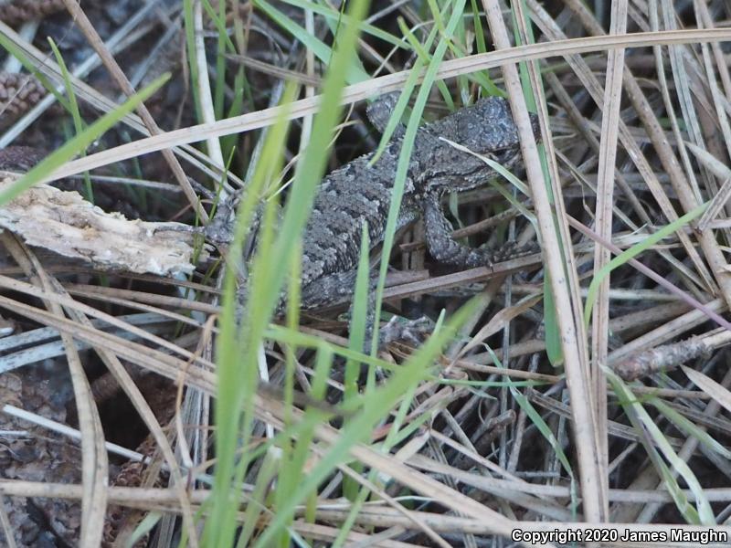 Coast Range Fence Lizard (Sceloporus occidentalis bocourtii)