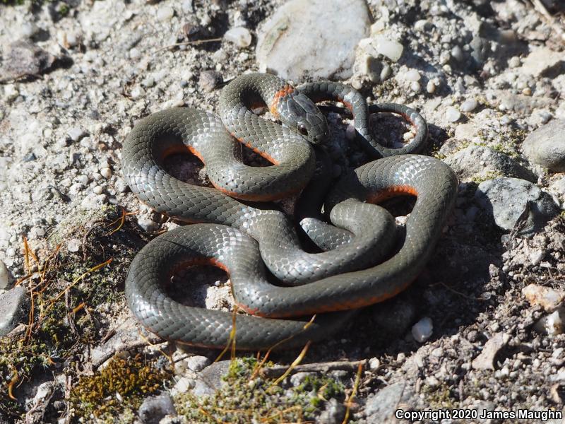 Pacific Ring-necked Snake (Diadophis punctatus amabilis)