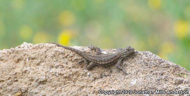 Great Basin Fence Lizard (Sceloporus occidentalis longipes)