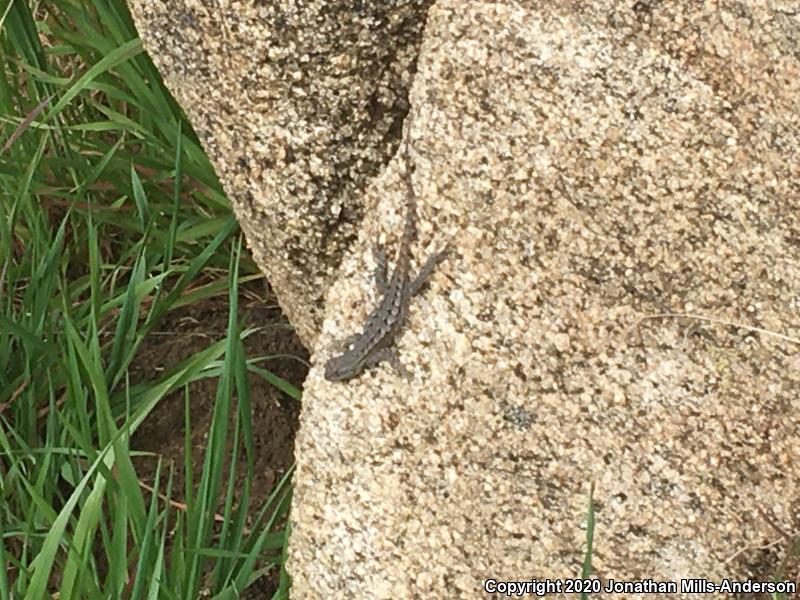 Great Basin Fence Lizard (Sceloporus occidentalis longipes)