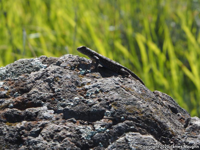 Coast Range Fence Lizard (Sceloporus occidentalis bocourtii)