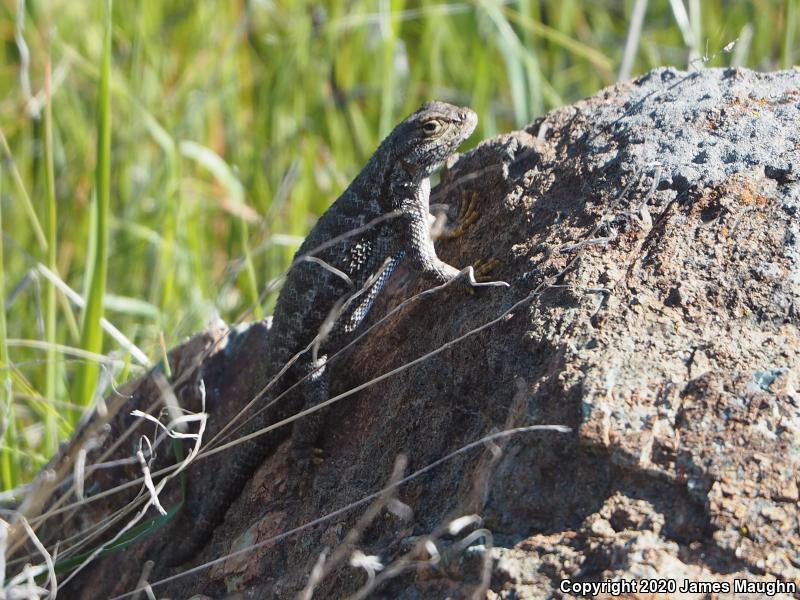 Coast Range Fence Lizard (Sceloporus occidentalis bocourtii)