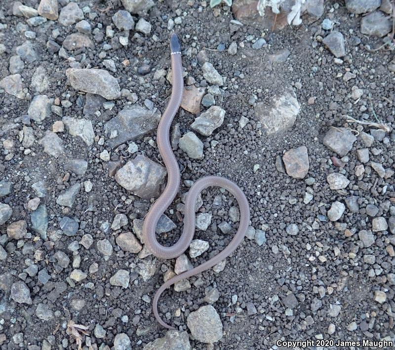 Western Black-headed Snake (Tantilla planiceps)