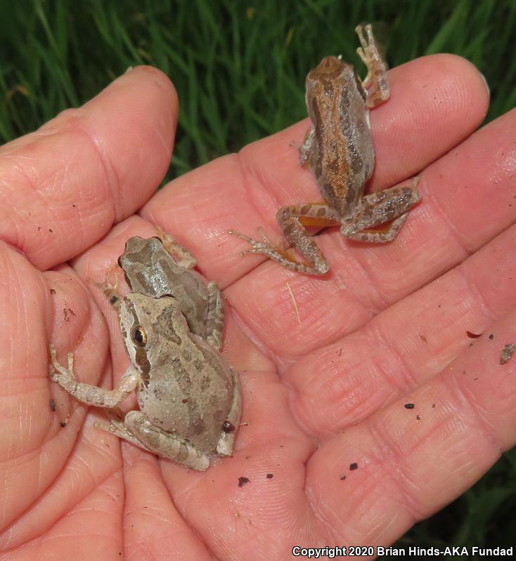 Baja California Treefrog (Pseudacris hypochondriaca)