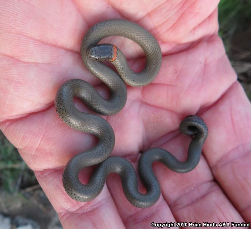 San Bernardino Ring-necked Snake (Diadophis punctatus modestus)