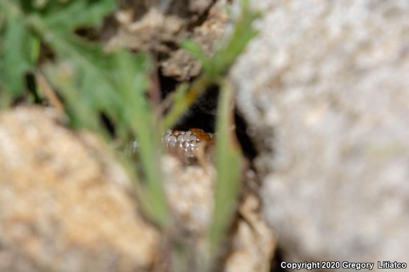 Coastal Rosy Boa (Lichanura trivirgata roseofusca)