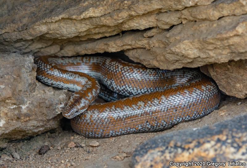 Coastal Rosy Boa (Lichanura trivirgata roseofusca)