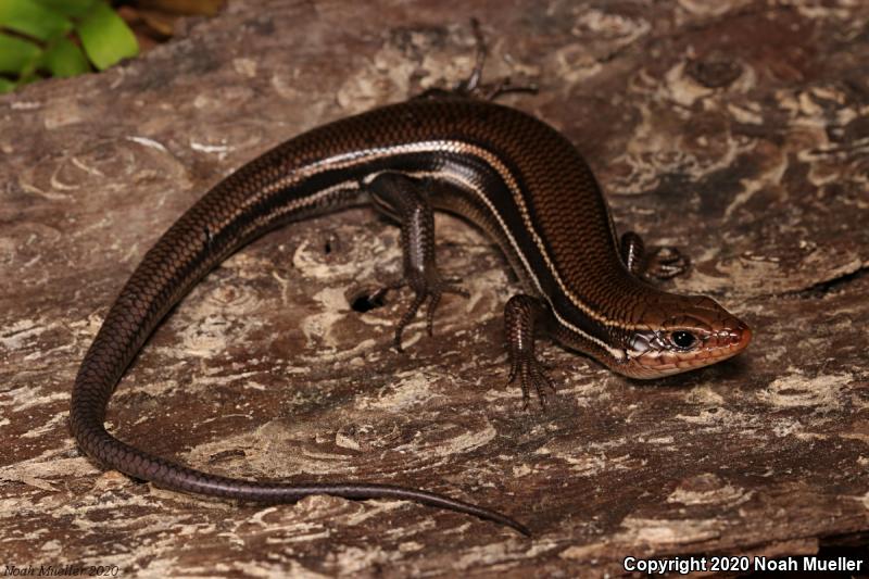 Southeastern Five-lined Skink (Plestiodon inexpectatus)