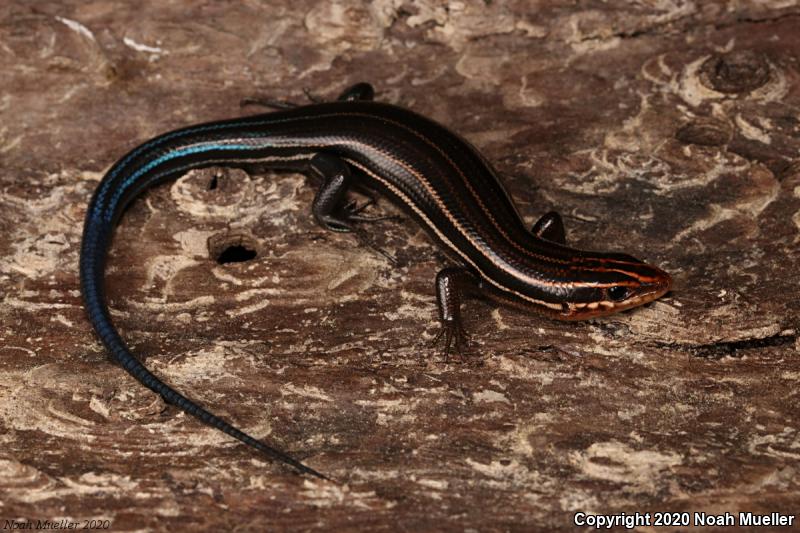 Southeastern Five-lined Skink (Plestiodon inexpectatus)